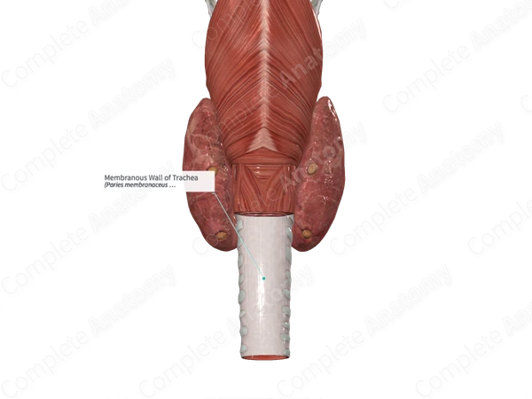 Membranous Wall of Trachea