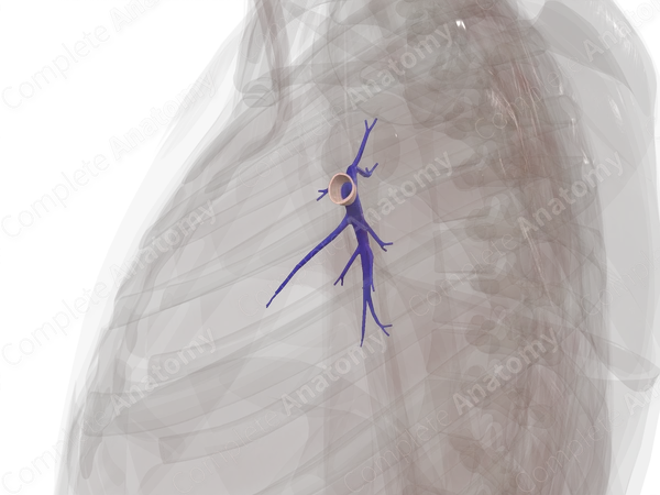 Pulmonary Arteries of Right Lung