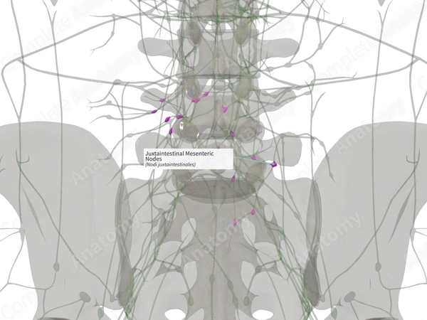 Juxtaintestinal Mesenteric Nodes