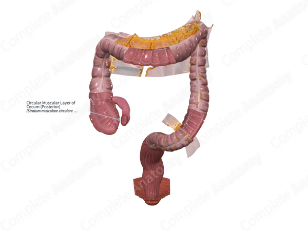 Circular Muscular Layer of Cecum (Posterior)