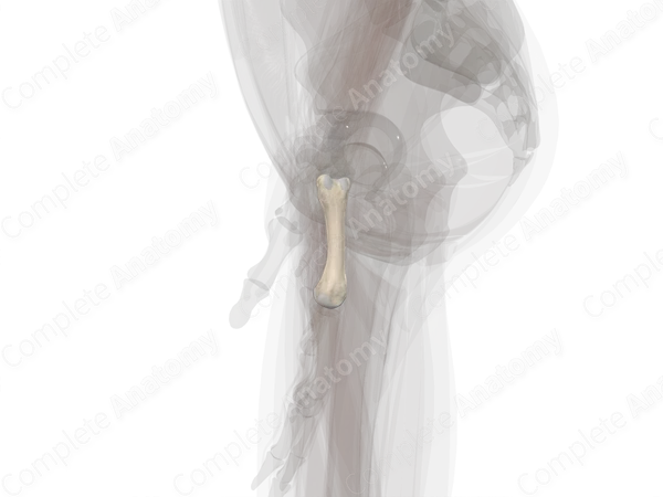 Fourth Metacarpal Bone (Left)