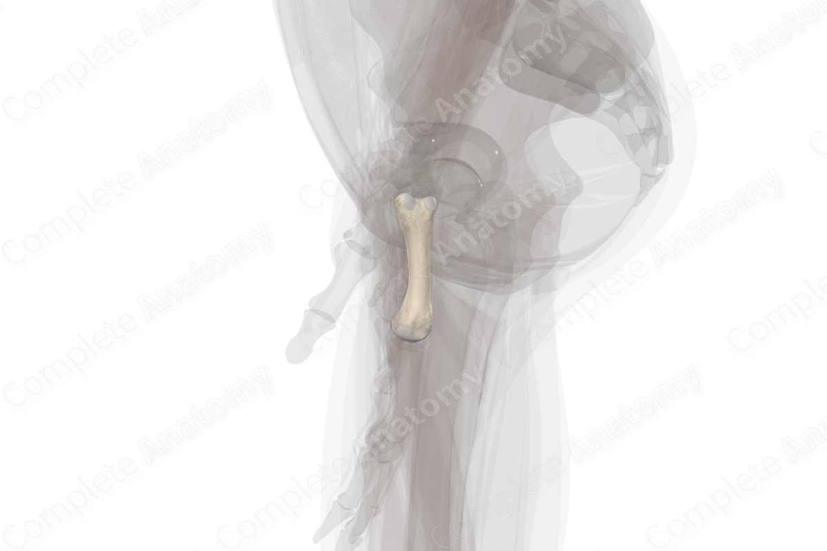 Fourth Metacarpal Bone (Left)