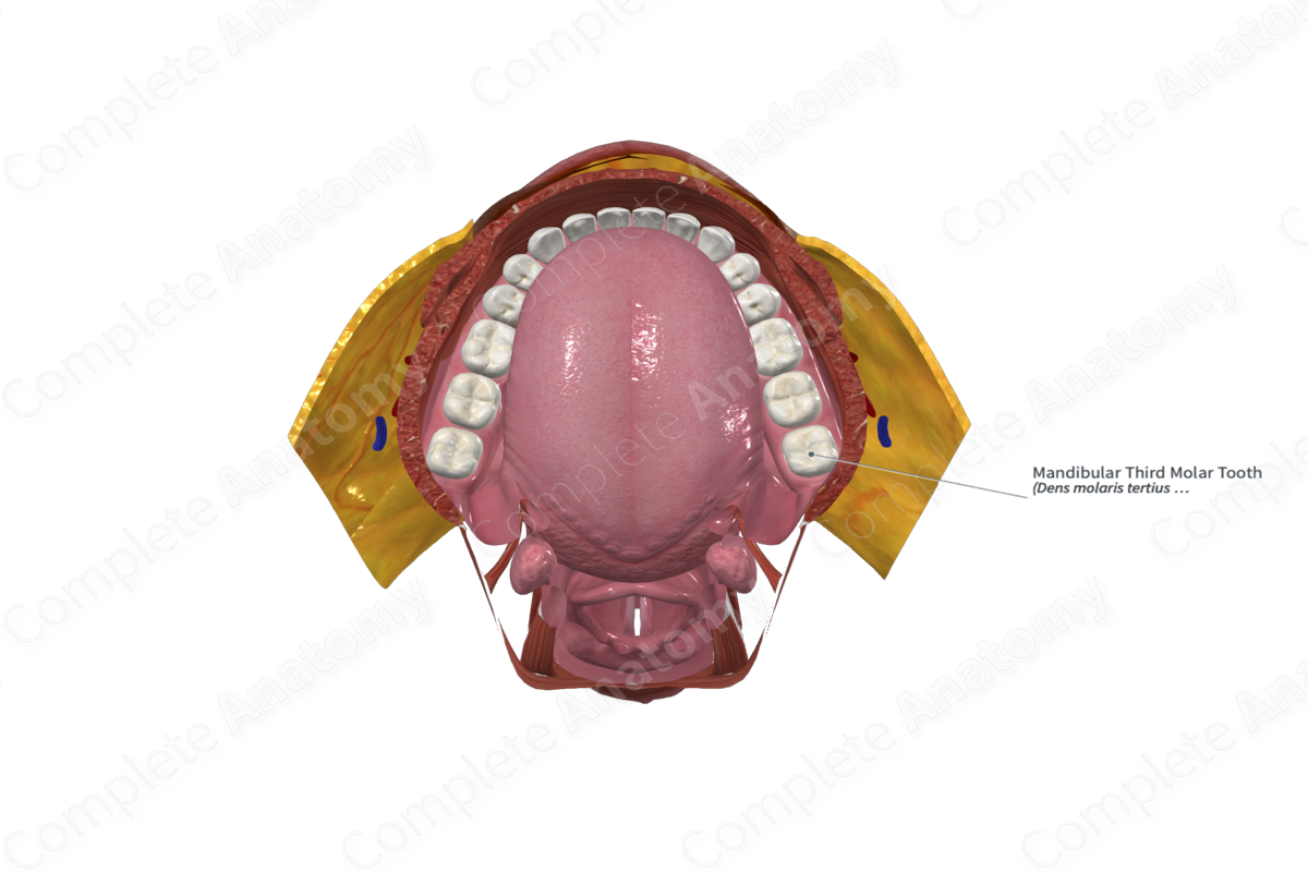 Mandibular Third Molar Tooth 