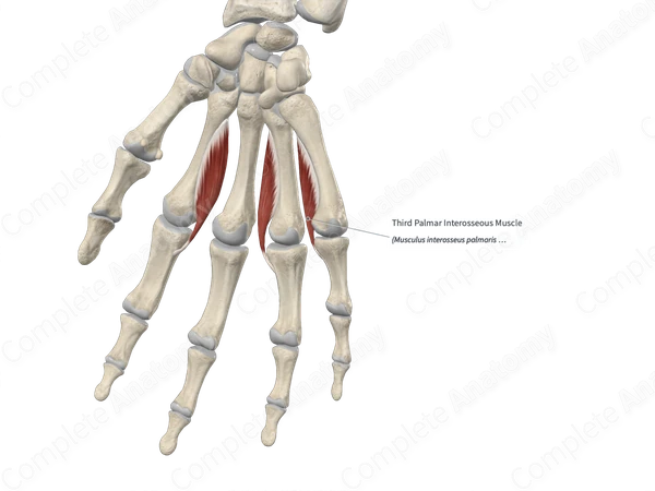 Third Palmar Interosseous Muscle 