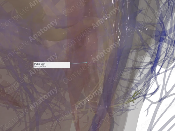 Pubic Vein (Right)