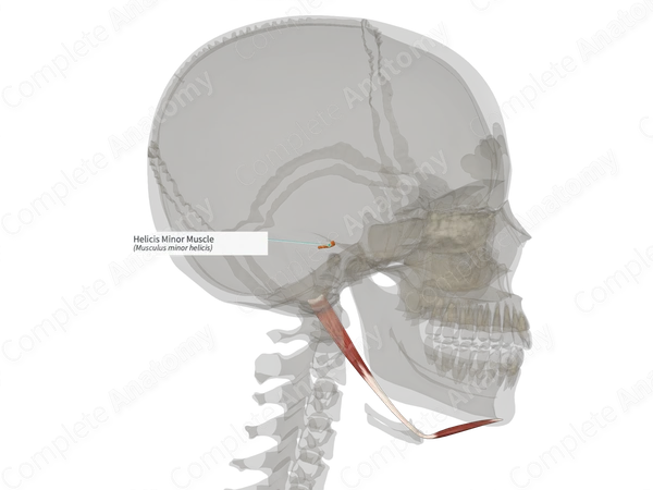 Helicis Minor Muscle (Right)