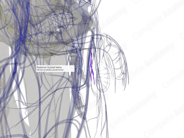 Posterior Scrotal Veins (Left)