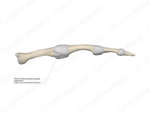 Palmar Metacarpophalangeal Ligaments