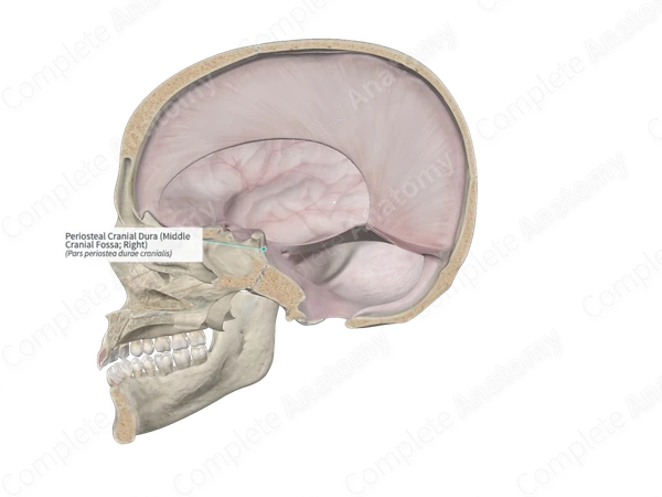 Periosteal Cranial Dura (Middle Cranial Fossa; Right)