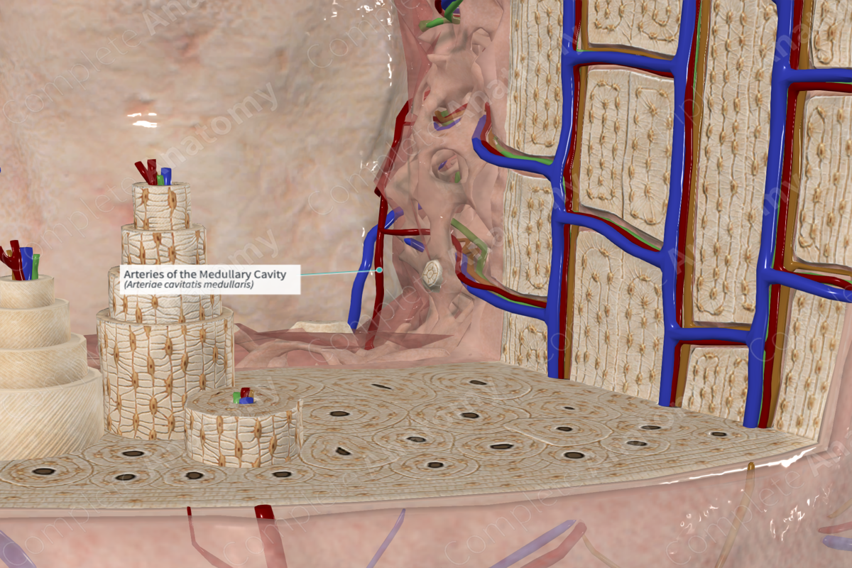 Arteries of the Medullary Cavity