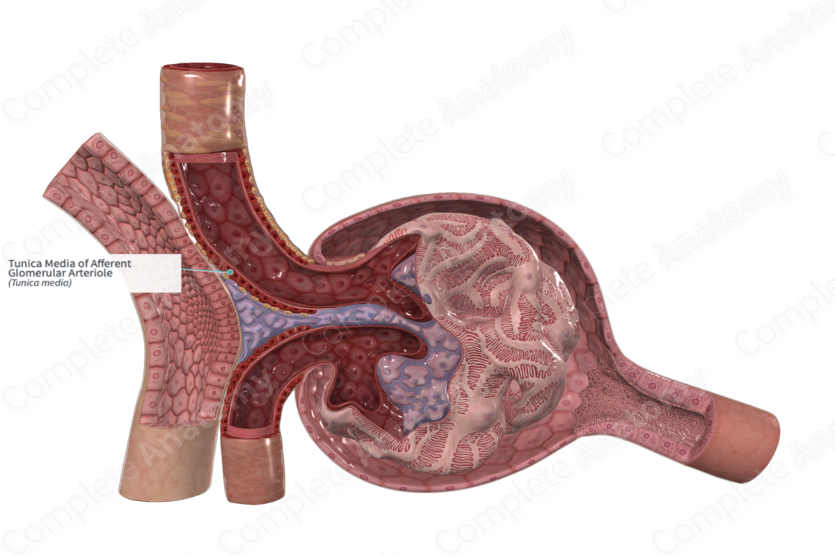 Tunica Media of Afferent Glomerular Arteriole