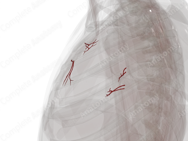 Arteries of Mediastinum