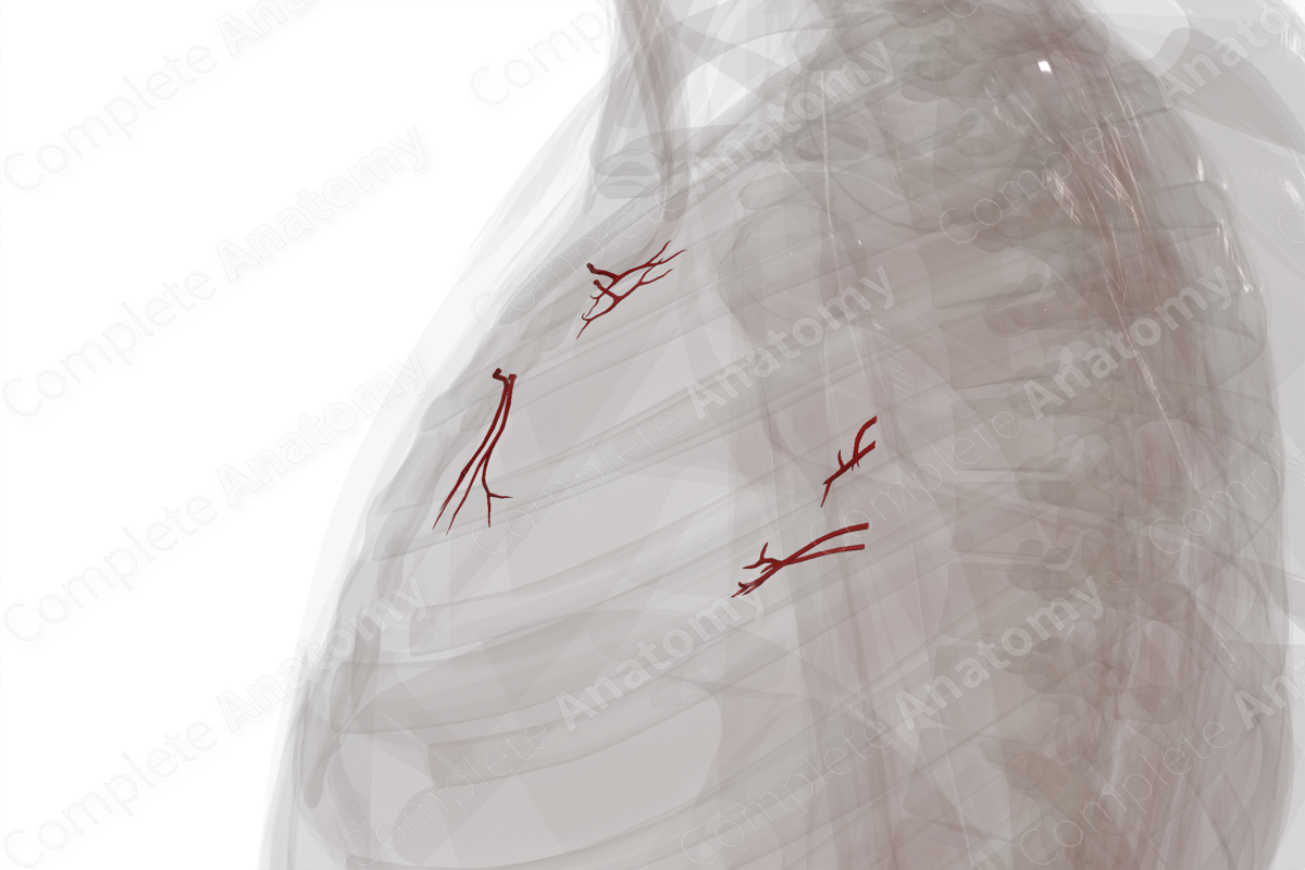 Arteries of Mediastinum