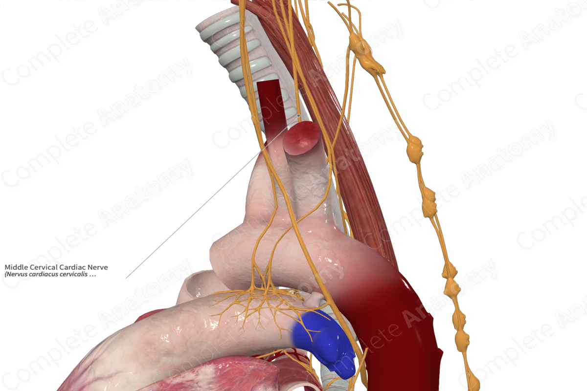 Middle Cervical Cardiac Nerve 