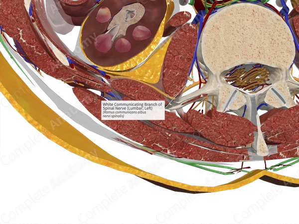 White Communicating Branch of Spinal Nerve (Lumbar; Left)