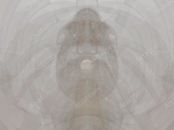 Intervertebral Symphysis (C4-C5)