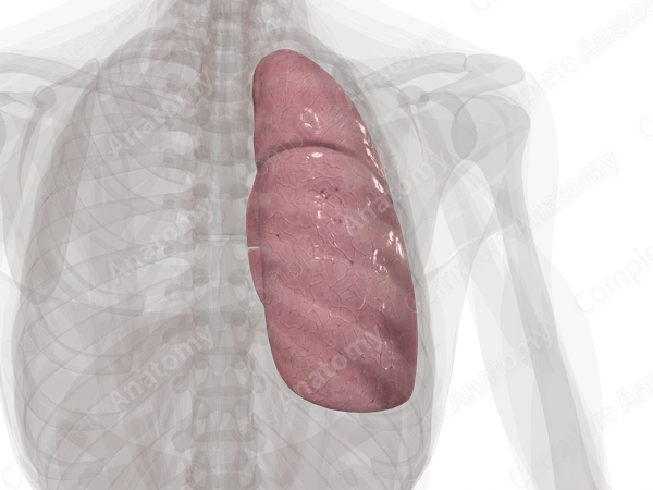 Right Lung
