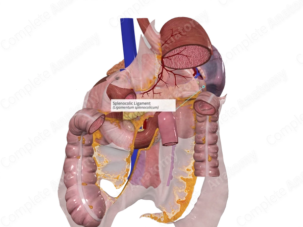 Splenocolic Ligament