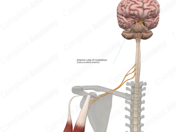 Anterior Lobe of Cerebellum