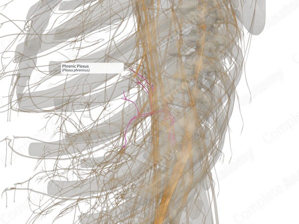 Phrenic Plexus (Left)