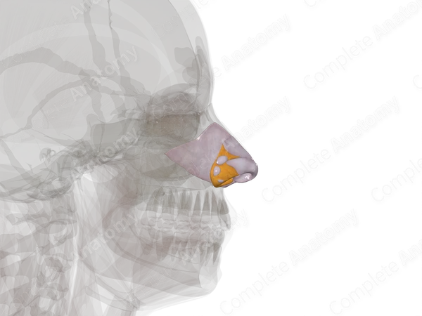 Nasal Cartilages