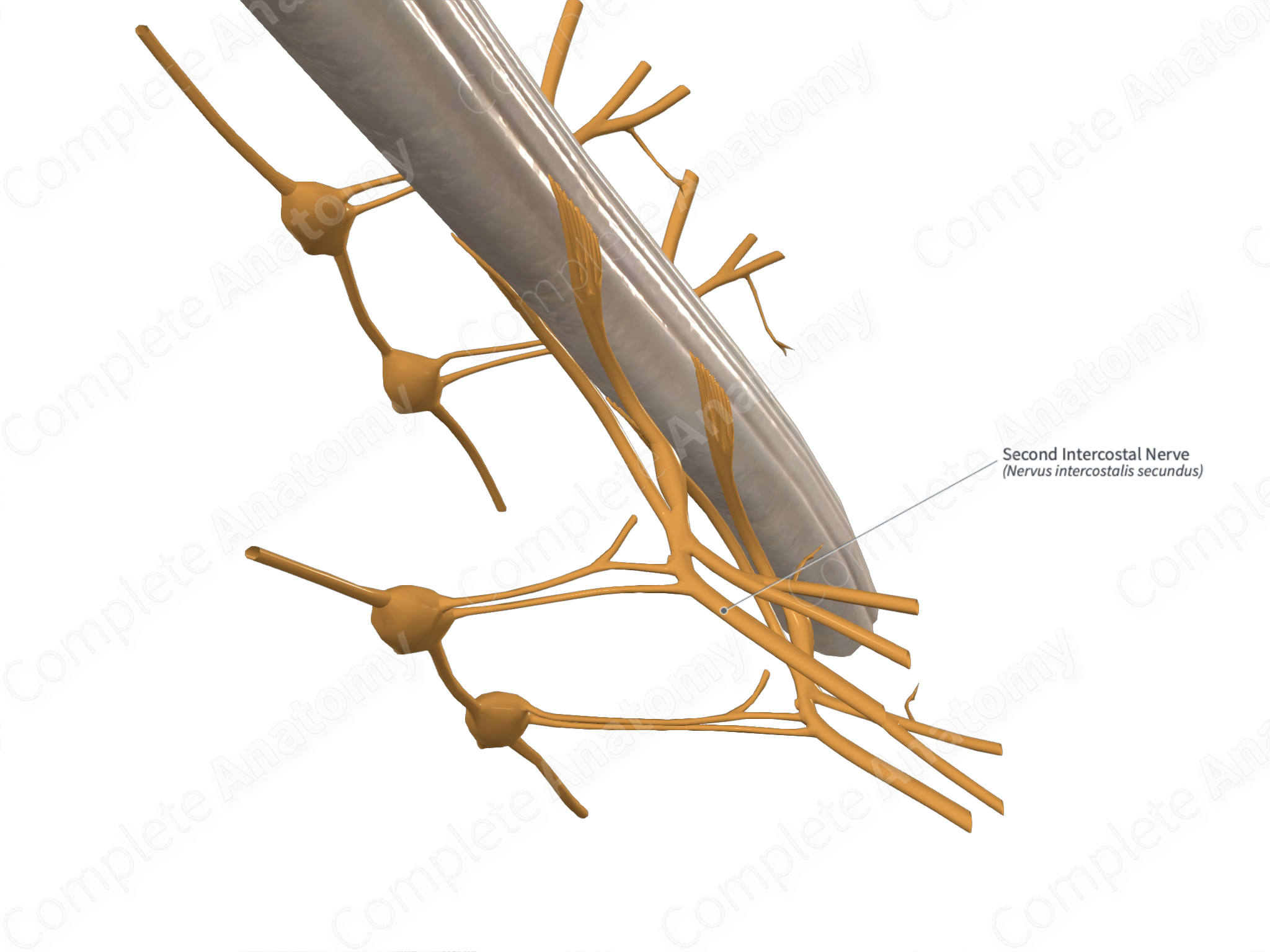 second-intercostal-nerve-complete-anatomy