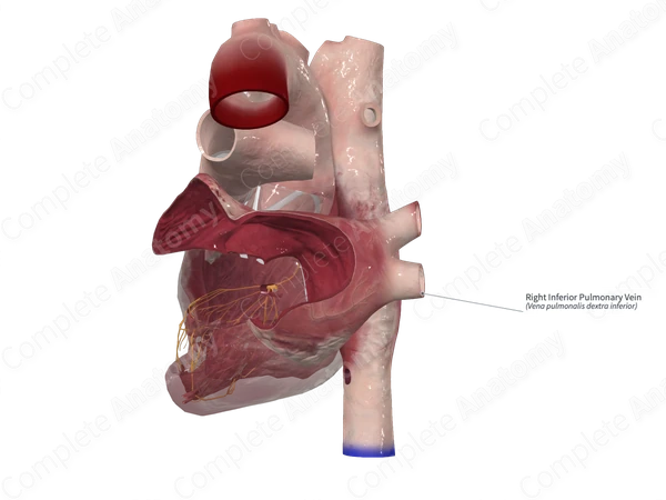 Right Inferior Pulmonary Vein
