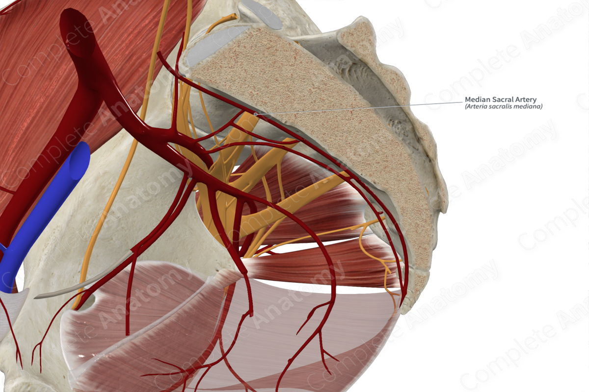 Median Sacral Artery