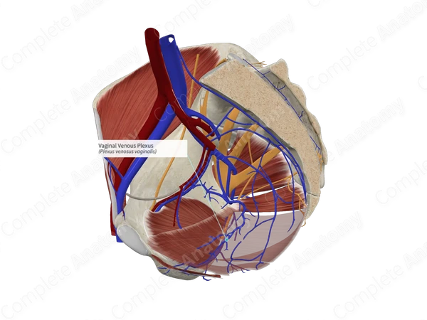 Vaginal Venous Plexus