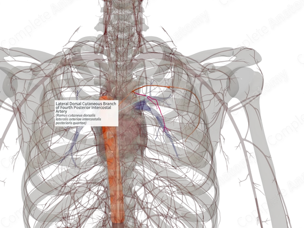 Lateral Dorsal Cutaneous Branch of Fourth Posterior Intercostal Artery (Right)