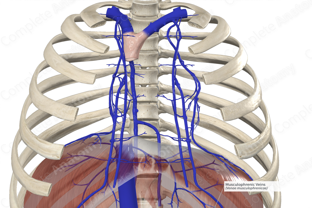 Musculophrenic Veins 