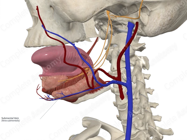 Submental Vein