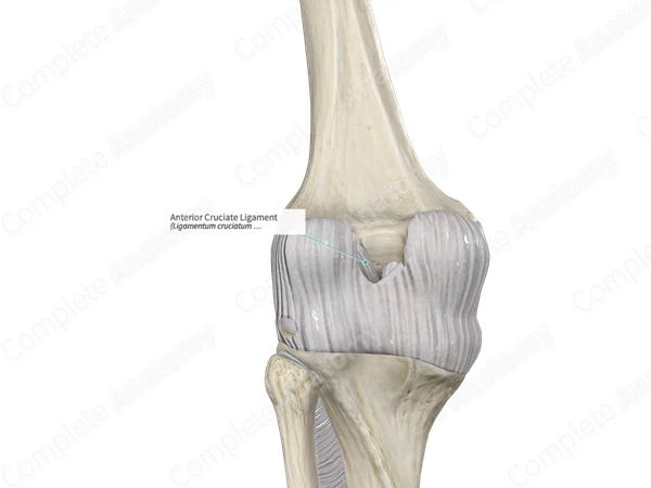 Anterior Cruciate Ligament