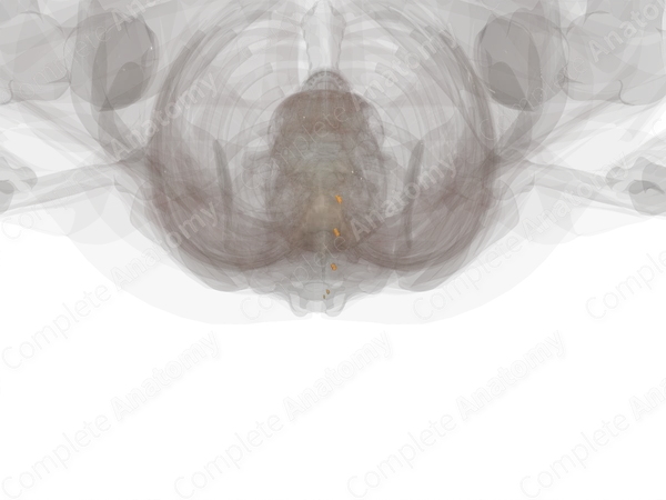 Sacral Nerves (Left)