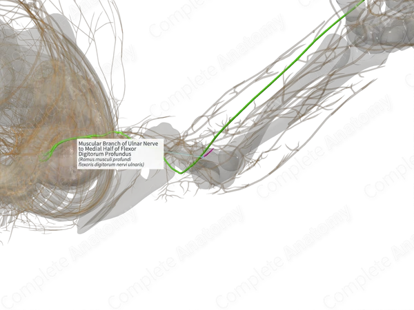 Muscular Branch of Ulnar Nerve to Medial Half of Flexor Digitorum Profundus (Right)