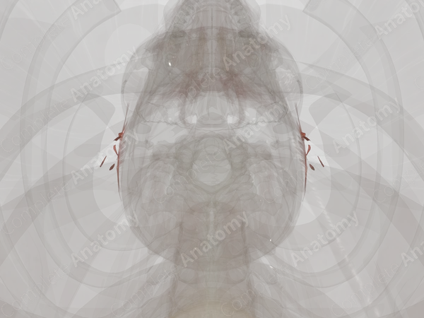 Auricular Muscles
