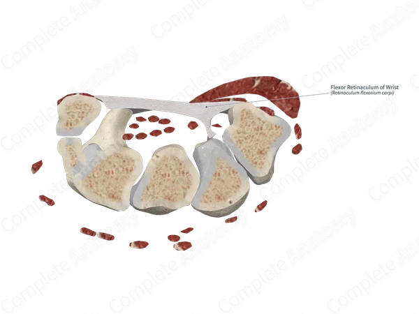 Flexor Retinaculum of Wrist