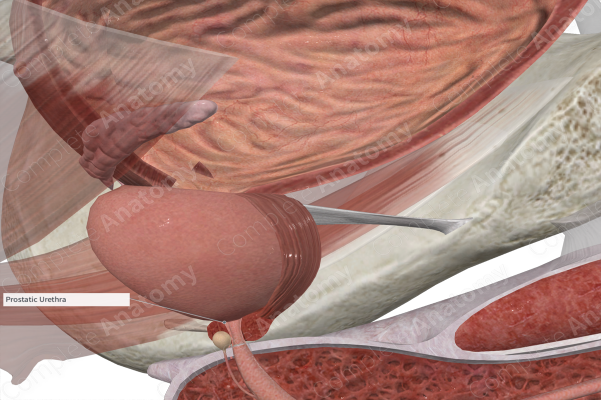 Prostatic Urethra