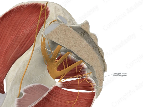 Coccygeal Plexus 