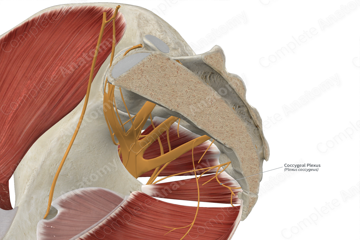 Coccygeal Plexus 