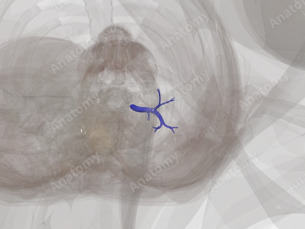 Pulmonary Arteries of Inferior Lobe of Left Lung