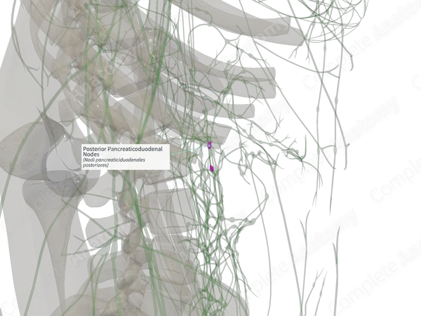Posterior Pancreaticoduodenal Nodes