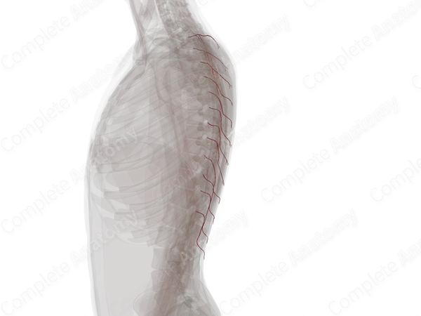 Medial Dorsal Cutaneous Branches of Posterior Intercostal Arteries (Left)