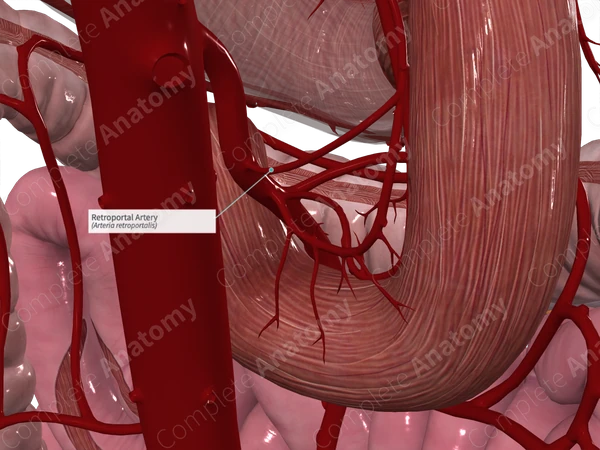 Retroportal Artery