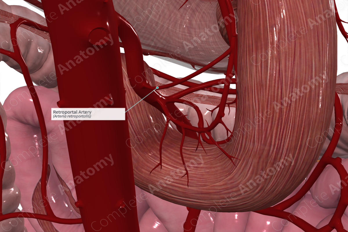Retroportal Artery
