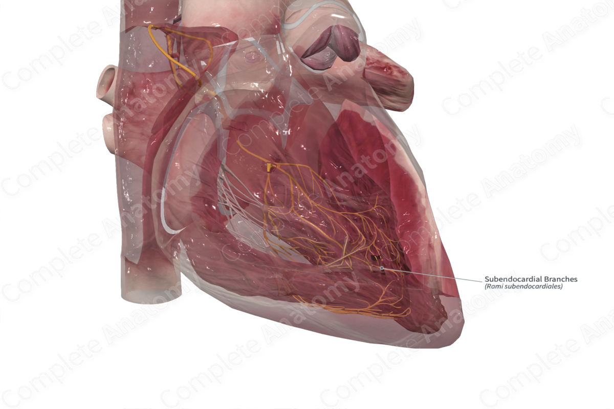 Subendocardial Branches 