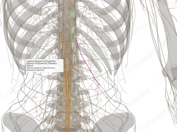 Lateral Branch of Posterior Ramus of Eleventh Thoracic Nerve (Left)