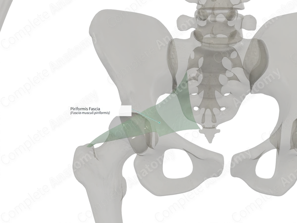 Piriformis Fascia (Left)