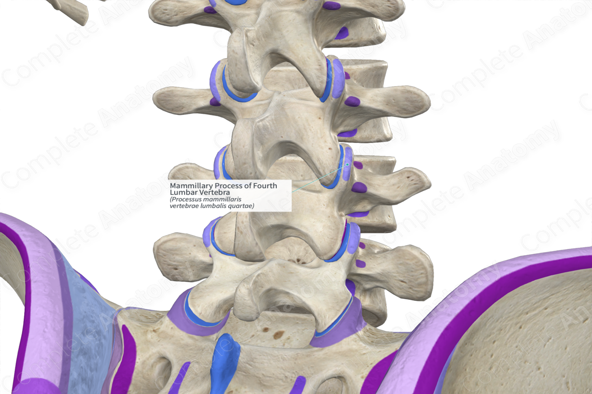 Mammillary Process of Fourth Lumbar Vertebra (Left)