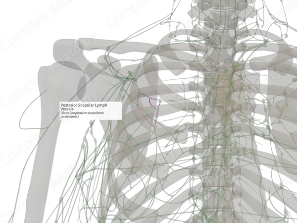 Posterior Scapular Lymph Vessels (Left)